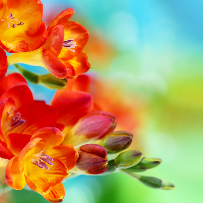

Фотообои Цветы 'Раскрытые бутоны тюльпанов' (1073) , Кожа