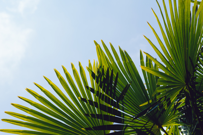 

Фотообои Цветы 'Листья пальмы' (1628) , Холст