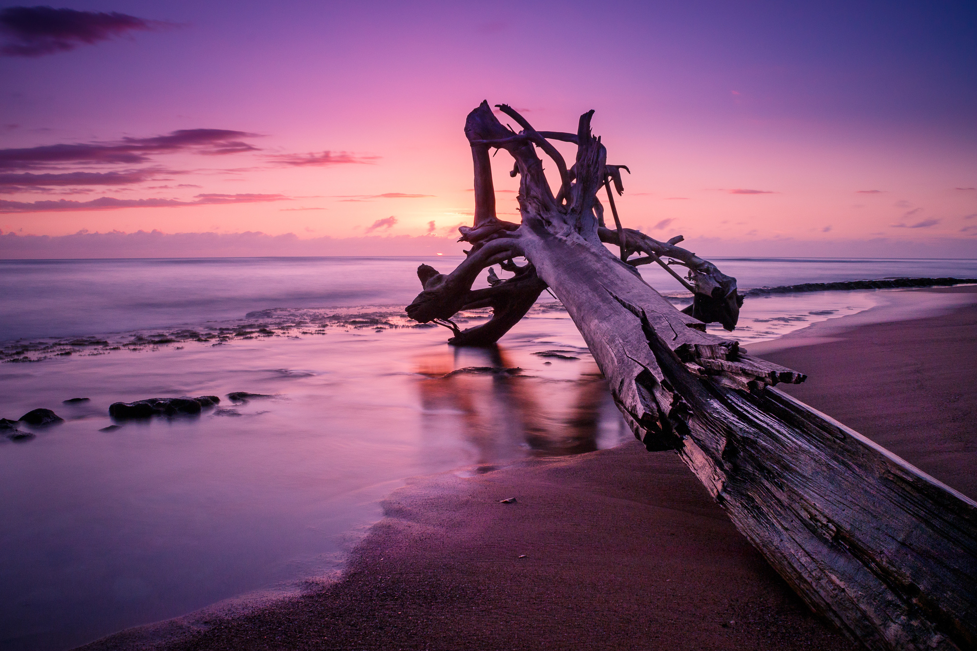 

Фотообои Море 'Дерево у моря' (4246) , Кожа