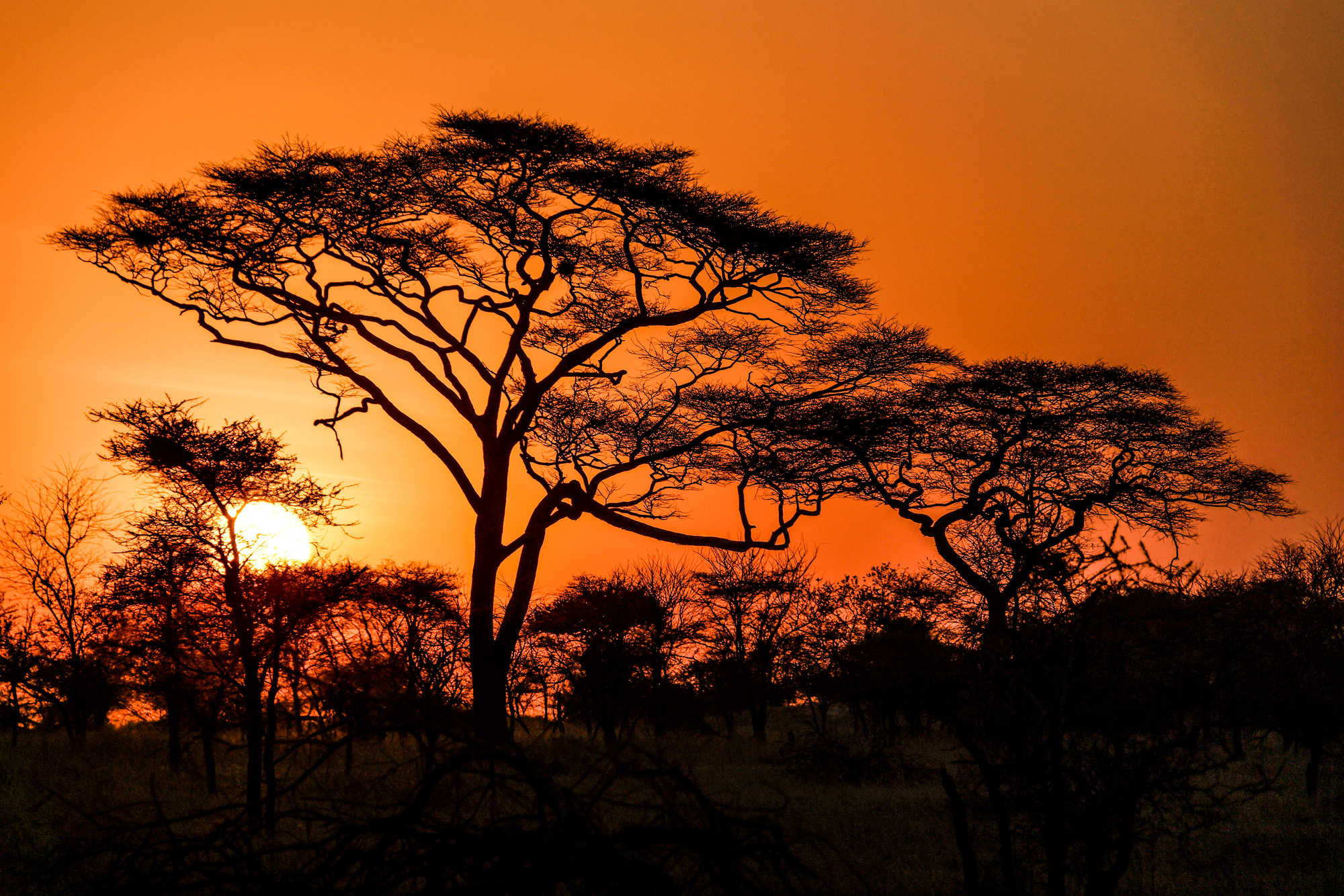 

Фотообои Природа 'Саванна' (3702) , Мелкий песок