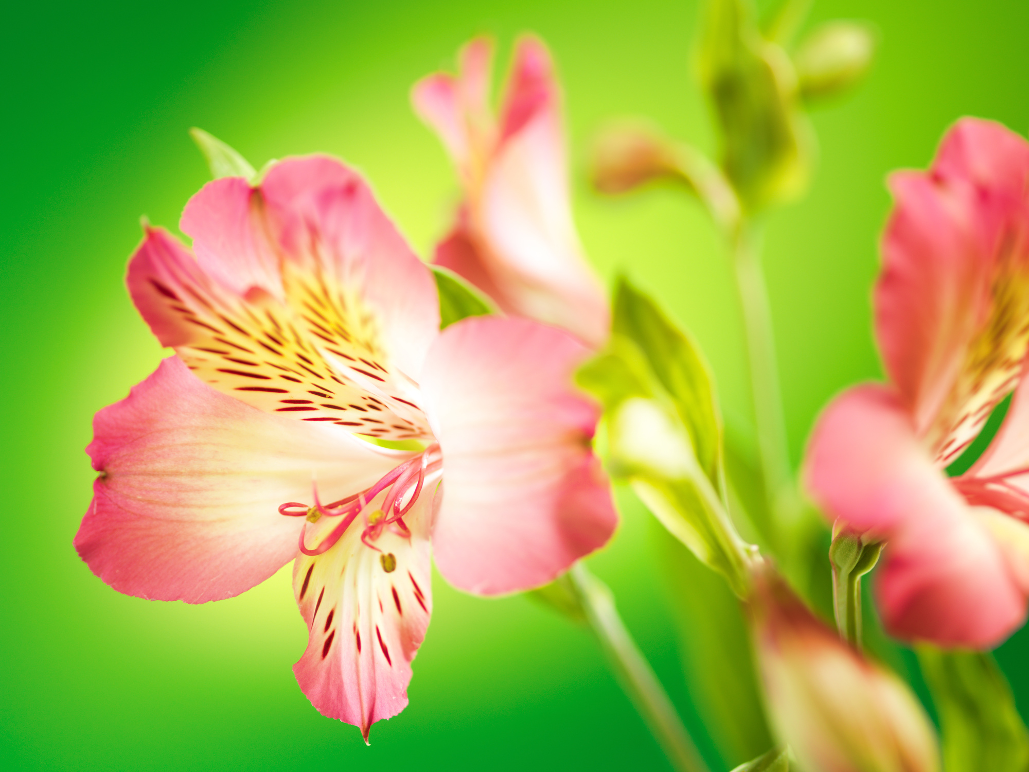 

Фотообои Цветы 'Альстромерия' (4581) , Иней