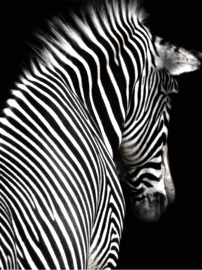 

Картина Arhome Tired zebra 70х100 cm EX111 70X100