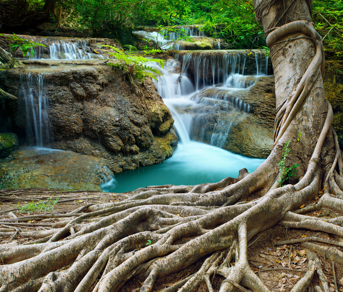 

Фотообои Природа 'Корни дерева' (2285) , Иней