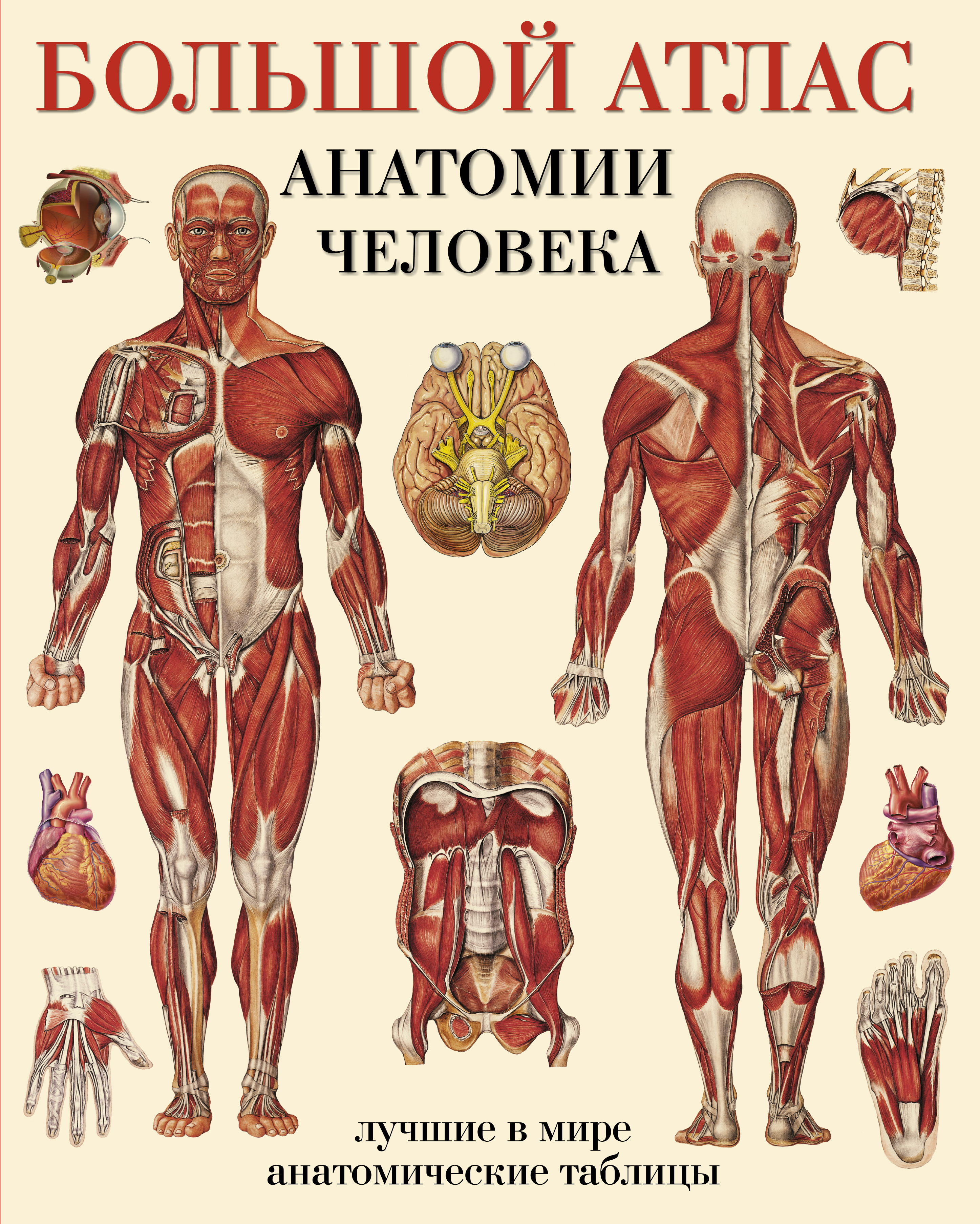 

Большой атлас анатомии человека. Системы и органы (769506)