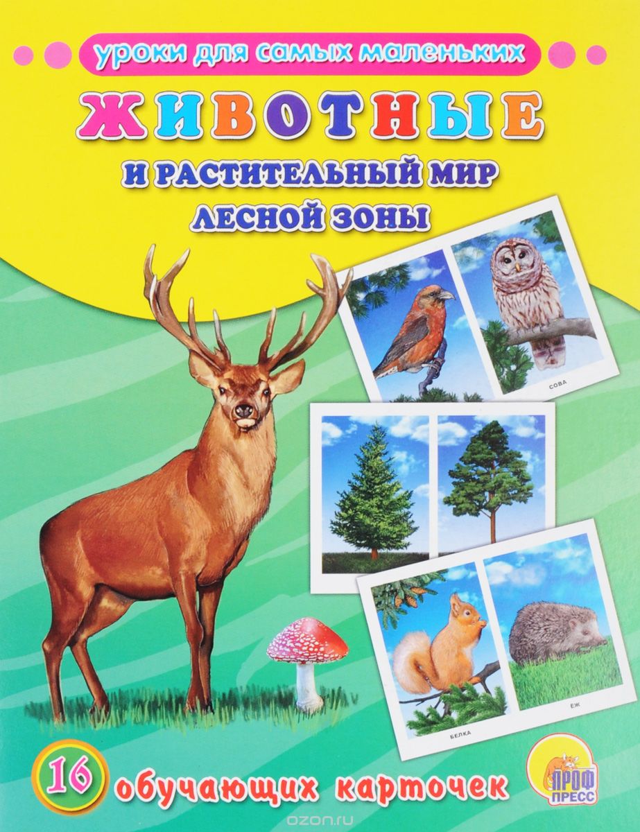 

Обучающие карточки. Животные и растительный мир лесной зоны