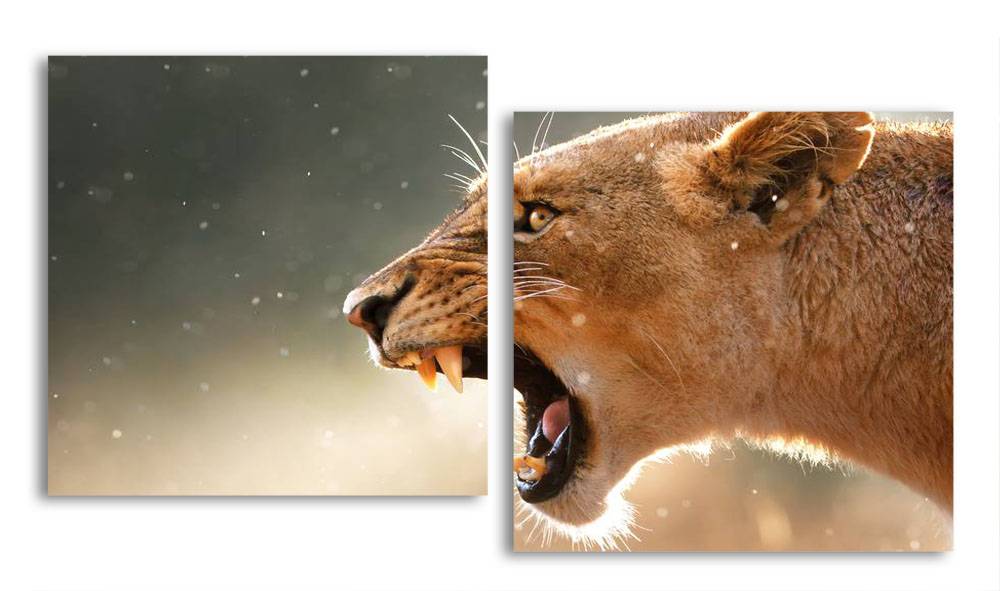 

Модульная картина LaPrint Львица 200х109 см