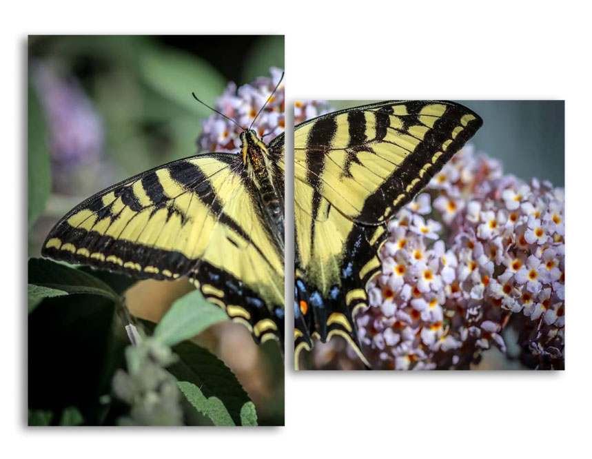 

Модульная картина LaPrint Махаон 200х145 см