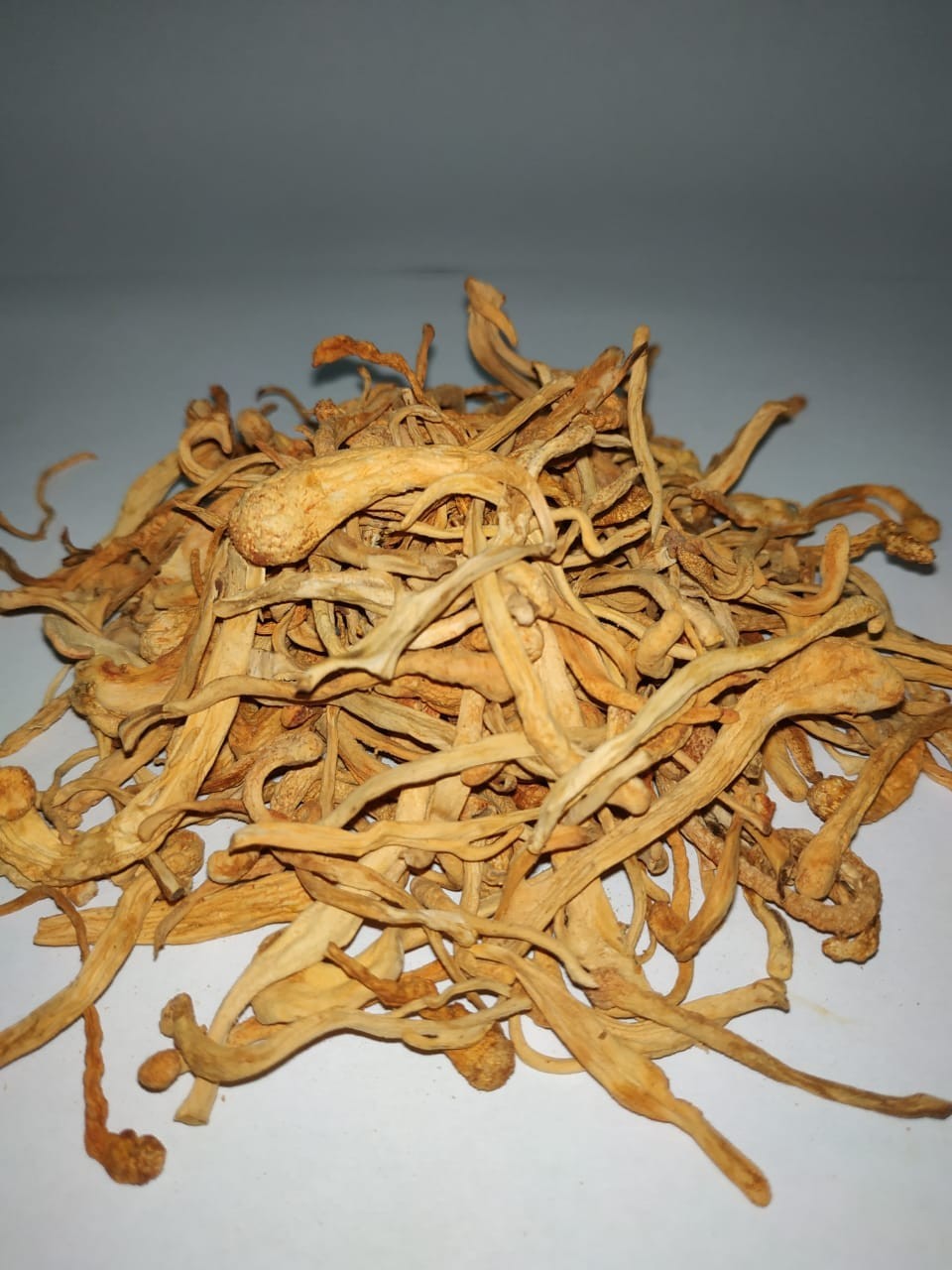 Сушеные грибы Кордицепс милитарис (Cordyceps militaris) 50г от продавца:  FUNGI KINGDOM – купить в Украине – ROZETKA. Низкая цена на Сушеные грибы  Кордицепс милитарис (Cordyceps militaris) 50г, отзывы покупателей