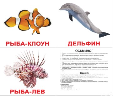 

Набор ламинированных карточек "Обитатели воды", на русском языке - Вундеркинд с пелёнок (20-533007)