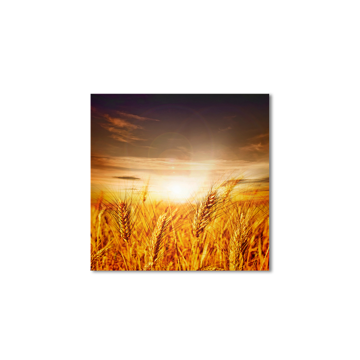 

Модульная картина Artel «Пщеница на закате» 100x100 см