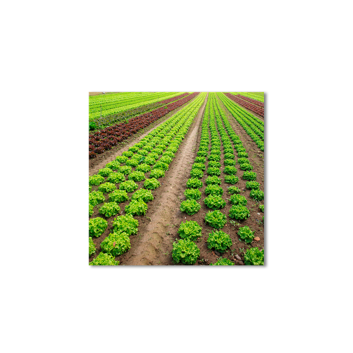 

Модульная картина Artel «Симметрия овошных грядок» 60x60 см