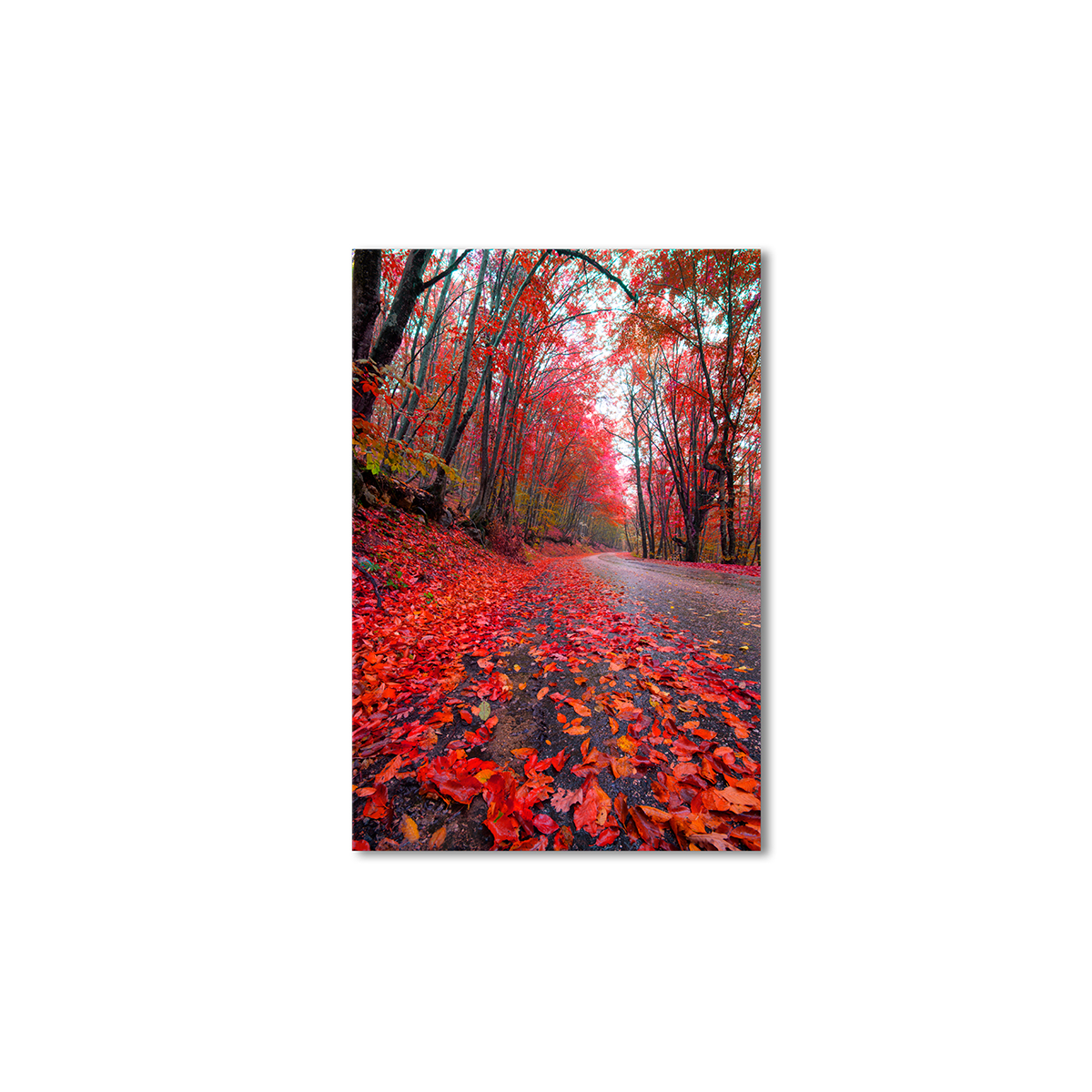

Модульная картина Artel «Дорога красные деревья» 105x70 см