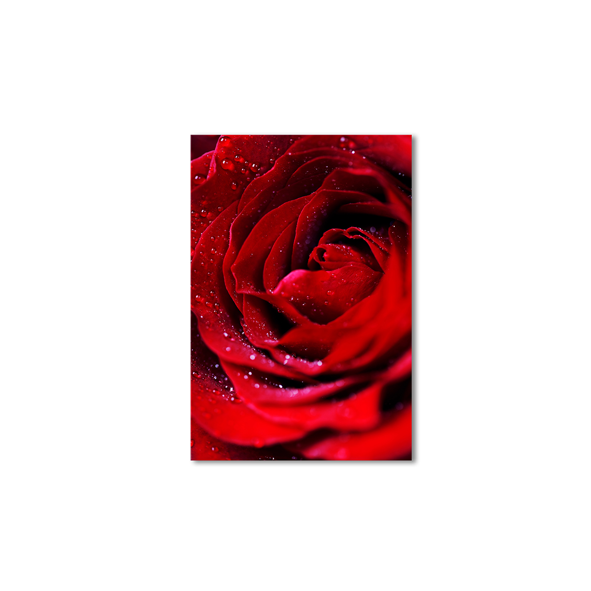 

Модульная картина Artel «Сердце розы» 75x50 см