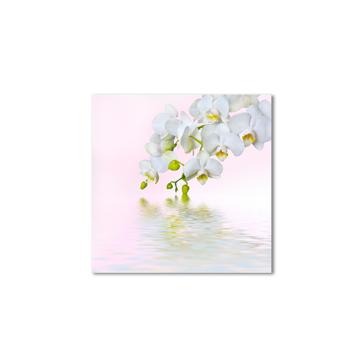 

Модульная картина Artel «Белая орхидея на нежно-розовом фоне» 120x120 см
