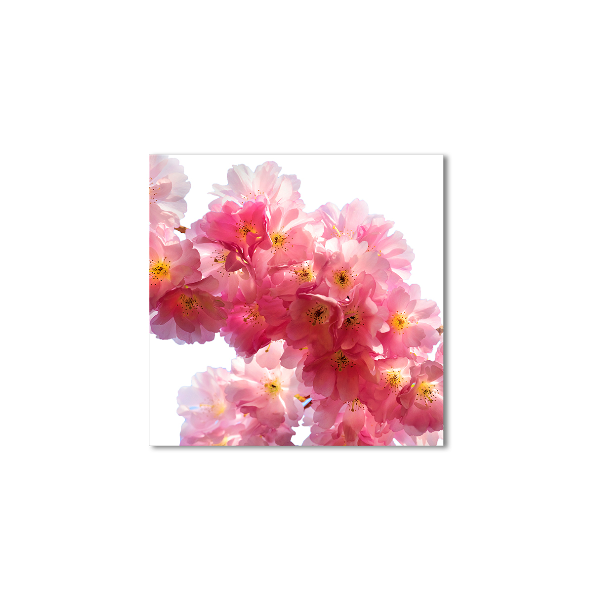 

Модульная картина Artel «Цветение сакуры» 120x120 см
