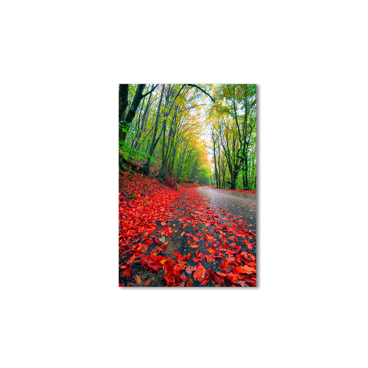 

Модульная картина Artel «Дорога деревья красные листья» 105x70 см