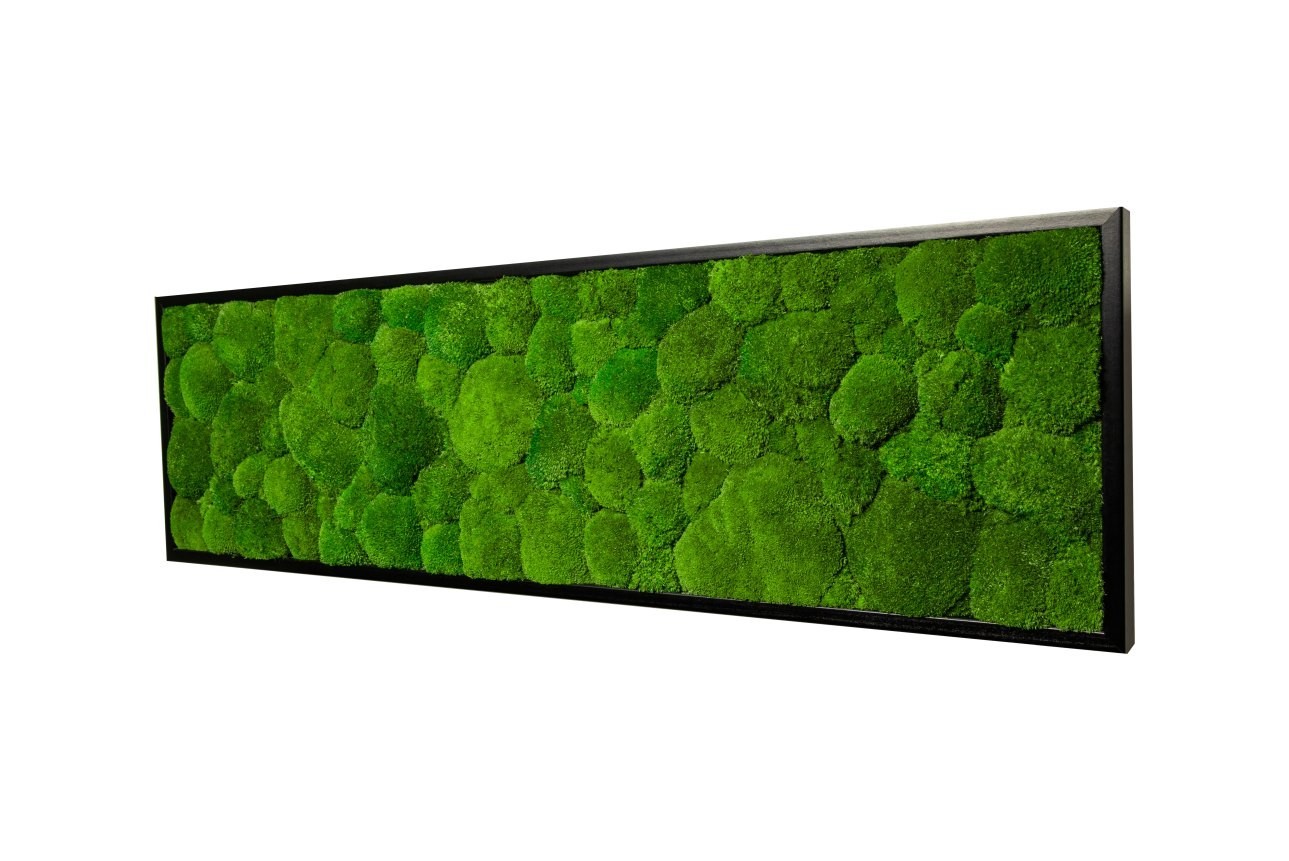 

Картина SmartBotanica из стабилизированного мха 100*50 см в черной деревянной рамке