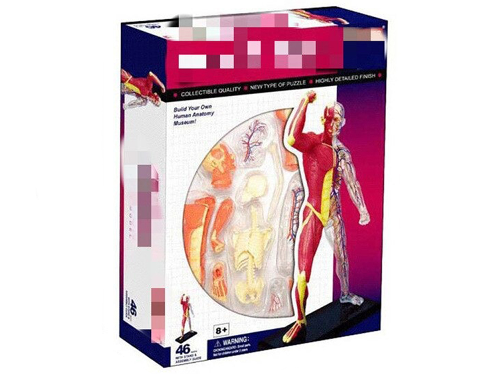 

Объемная анатомическая модель BauTech Мускулы и скелет человека 4D Muscle (1009-007-03)