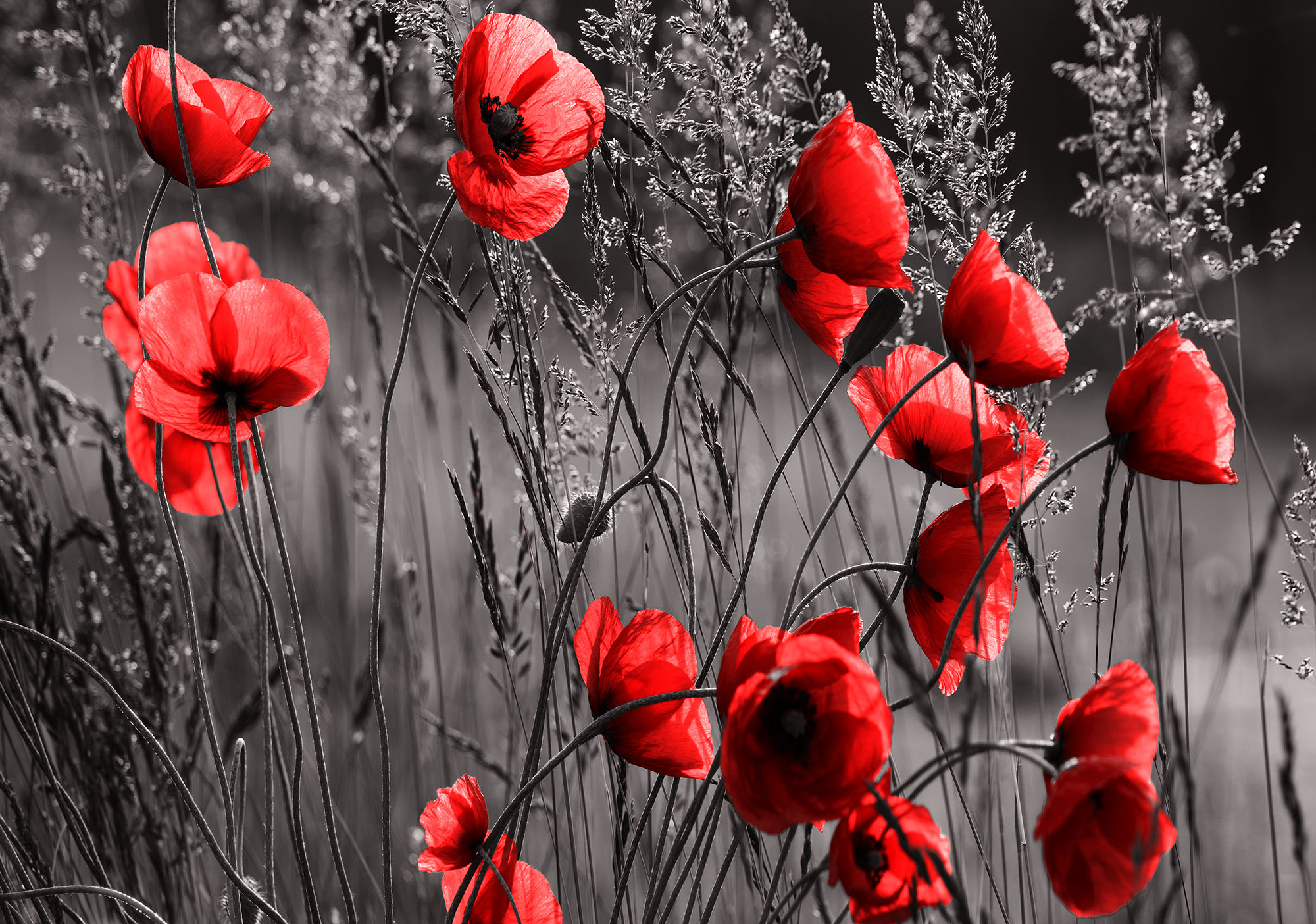 

Фотообои бумажные DecoArt Маки красные 368 x 254 см 4 сегмента (11763-P8)