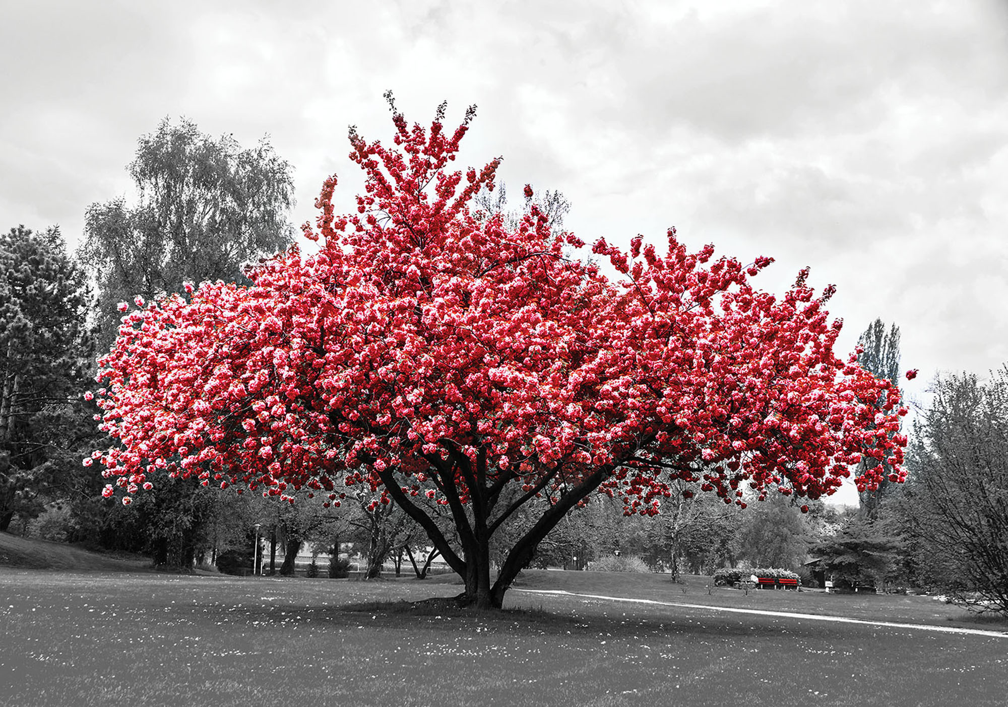 

Фотообои бумажные DecoArt Сакура красная 254 x 184 см 2 сегмента (11801-P4)