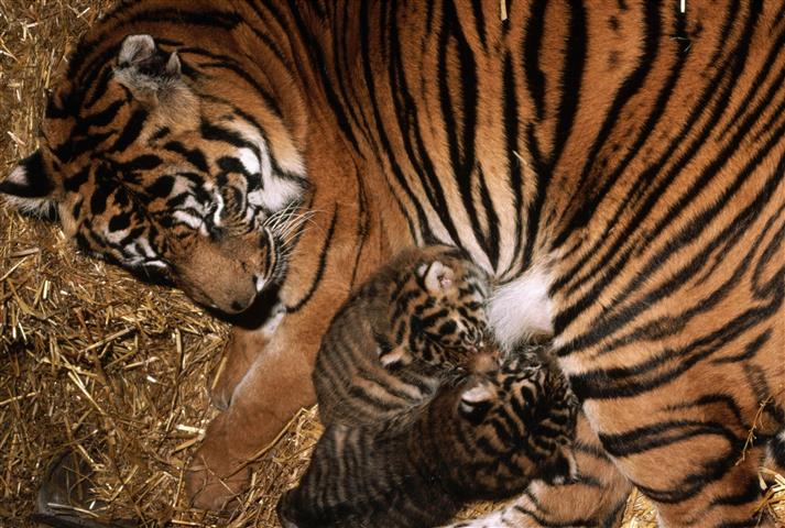 

Фотообои Динго Животное Тигр Тигрята Любовь №270v