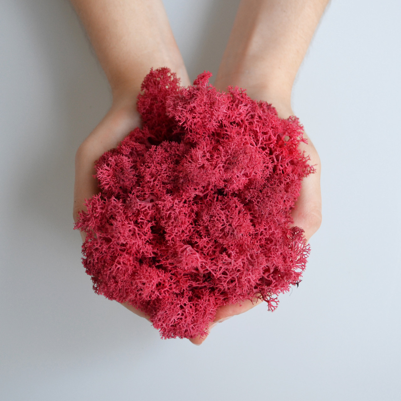 

Стабилизированный скандинавский мох Scandia Moss 250 гр Rozy red А15