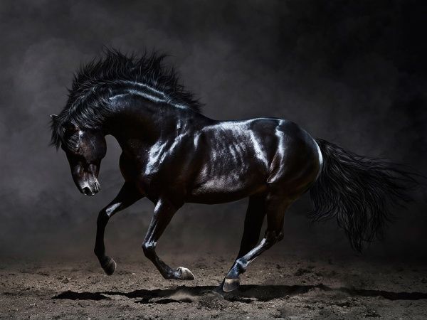 

Картина Styler Black Horse 113 х 85 см