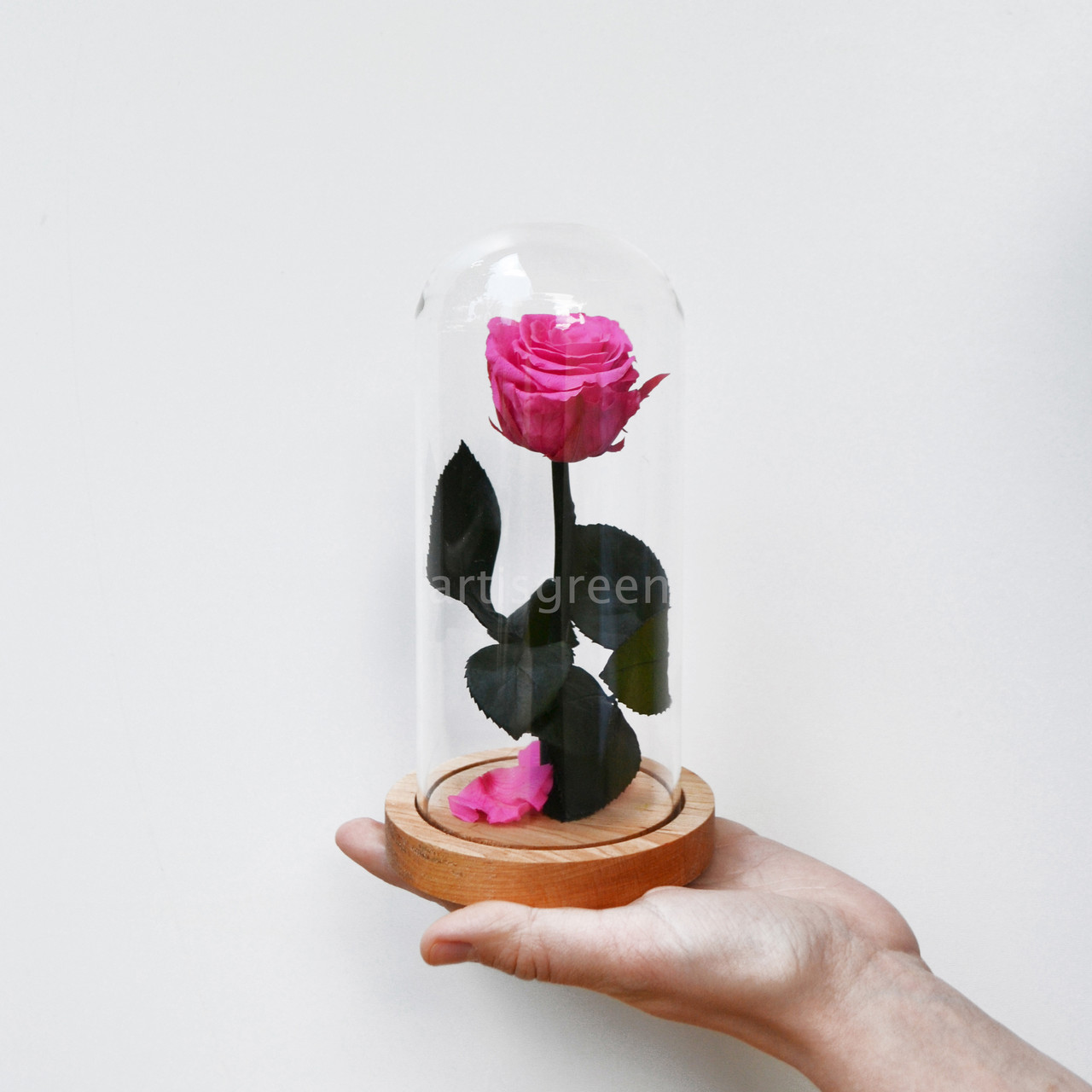 

Долговечная розовая роза на стебле в колбе, F10