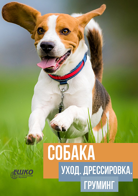 

Собака: уход, дрессировка, груминг 978-966-367-712-5