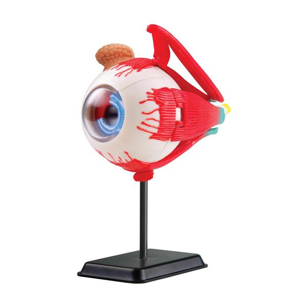 

Модель очного яблука Edu-Toys збірна, 14 см (SK007)