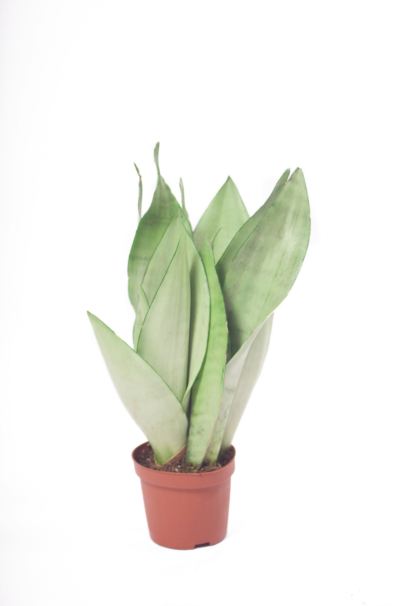 Сансевиерия Муншайн / Sansevieria Moonshine 30 см – фото, отзывы ...