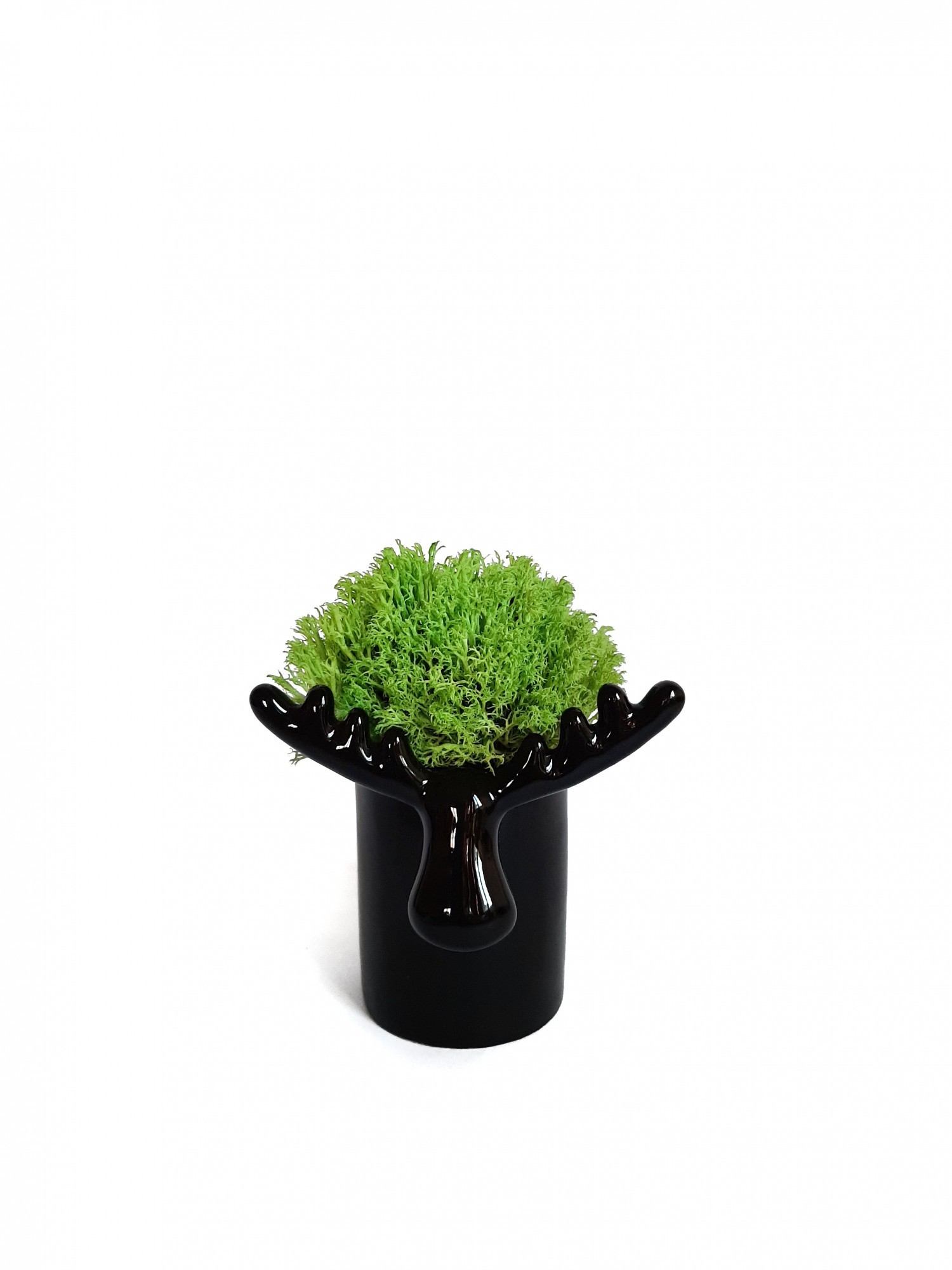 

Стабилизированный мох вазон Reindeer Moss b/222/01/850/10 черный светлый зеленый