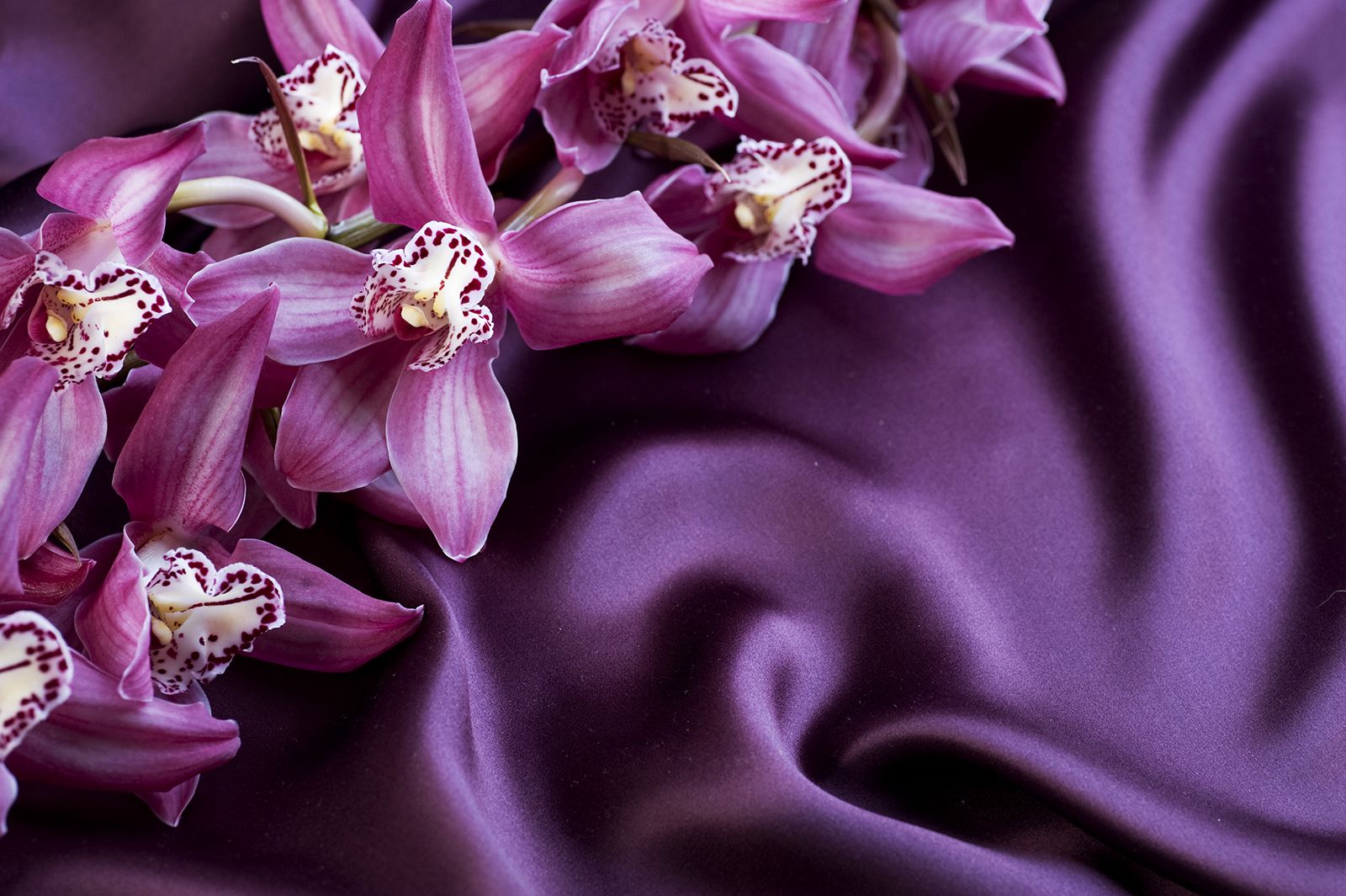 

Фотообои Walldeco Цветы на атласе №8281 Базальт