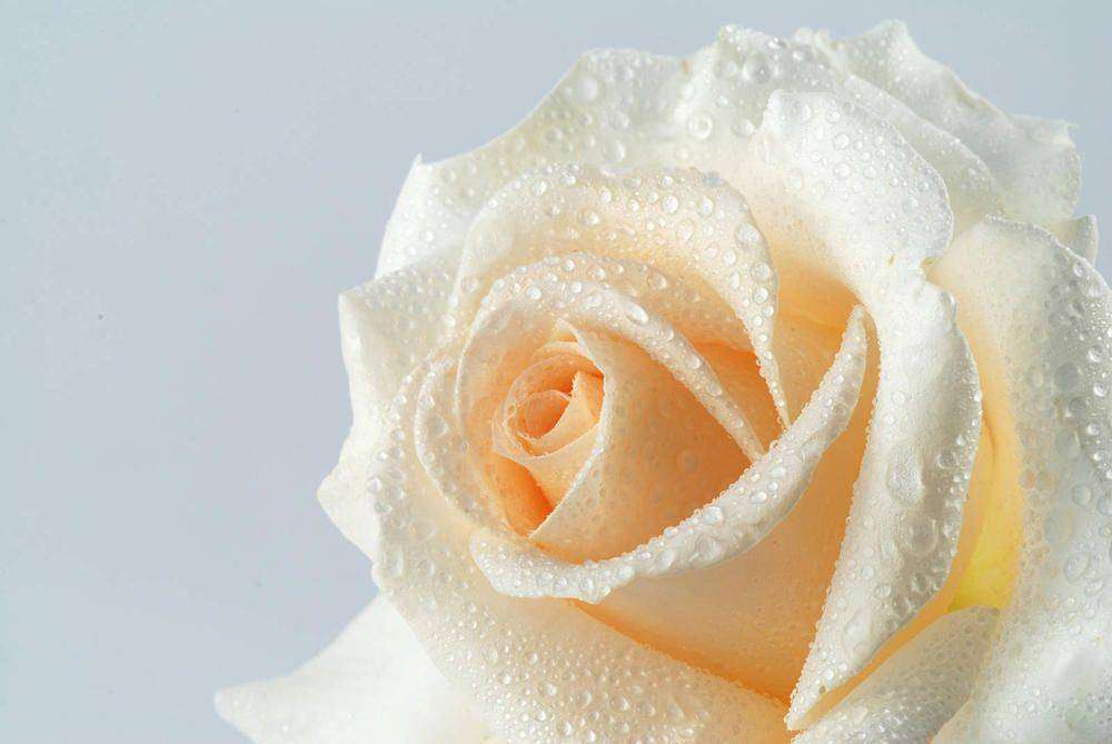 

Фотообои Walldeco Нежно-желтая роза №17701 Мелкий песок с блестками