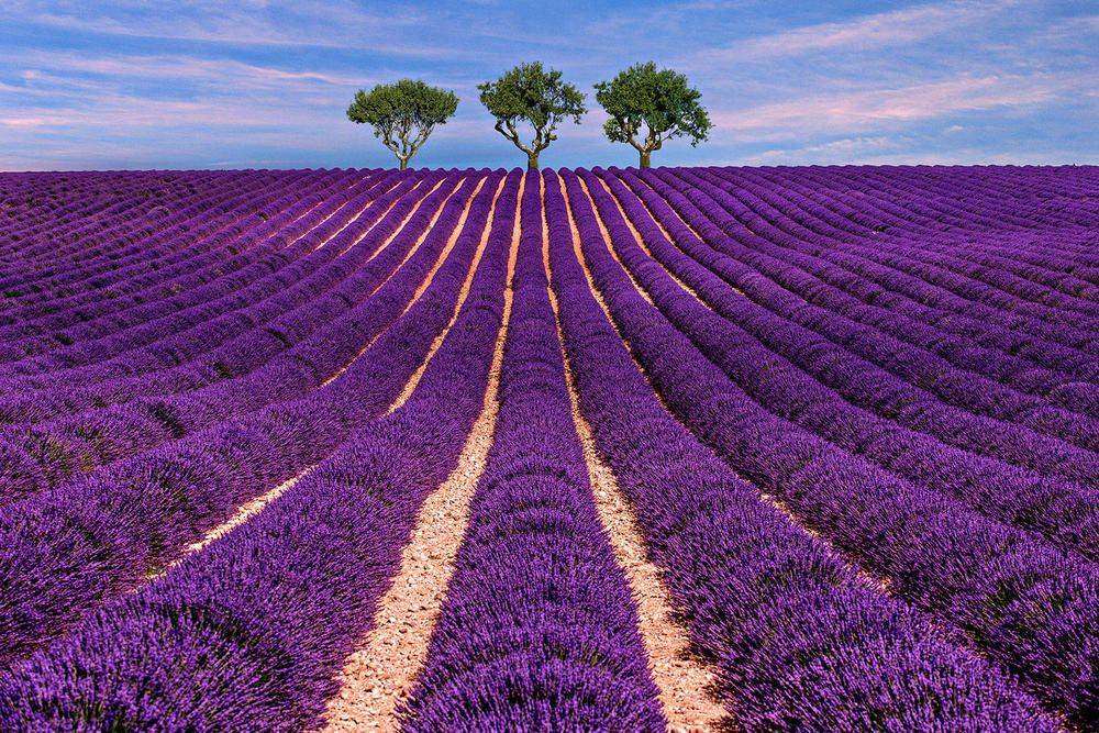 

Фотообои Walldeco Фиолетовое поле №27565 Фреска