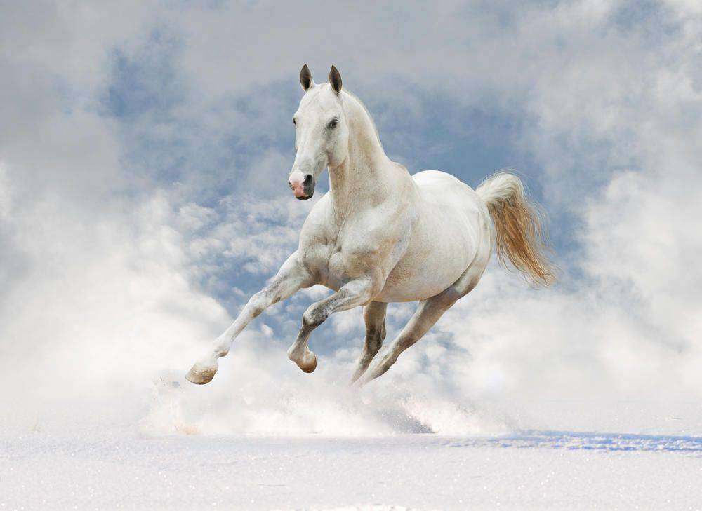 

Фотообои Walldeco Белая лошадь №4736 Деко
