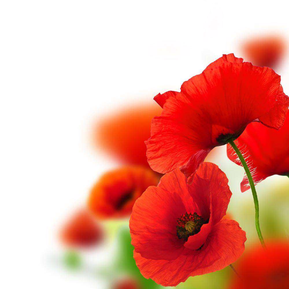

Фотообои Walldeco Яркие маки №5158 Гладь