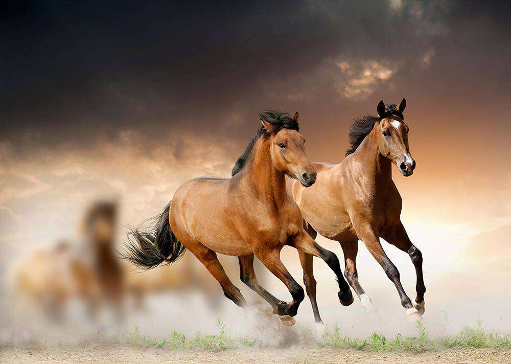 

Фотообои Walldeco Два коня №11247 Бриз
