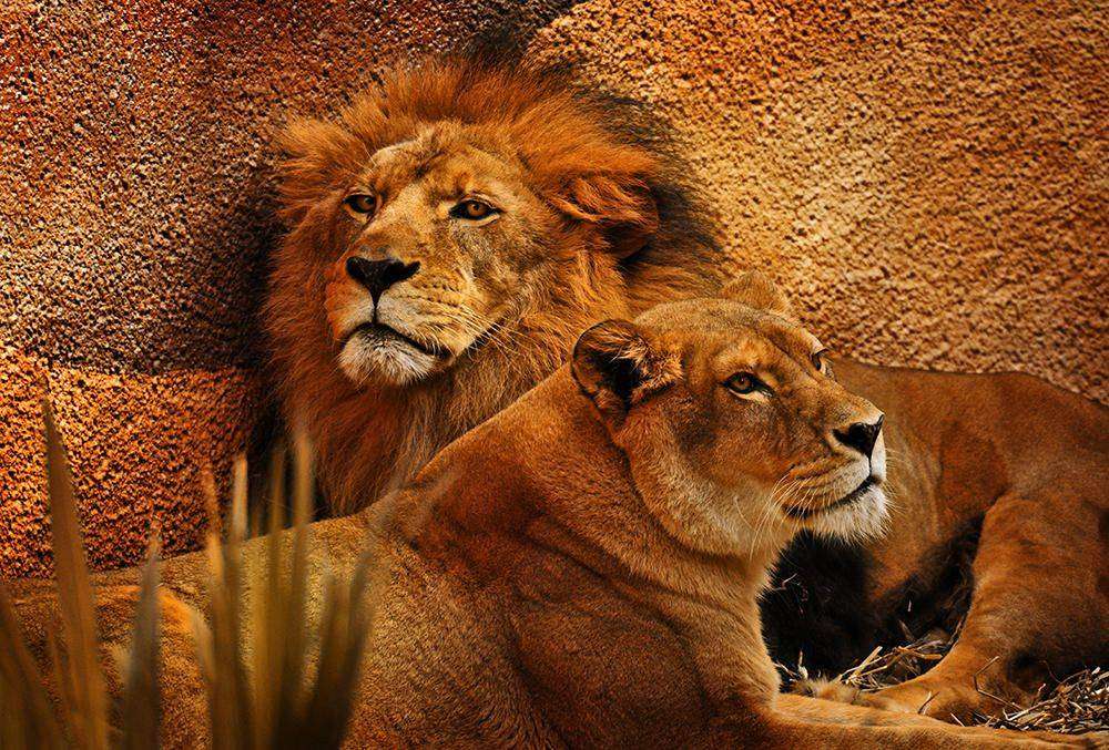 

Фотообои Walldeco Львица и лев №12466 Базальт