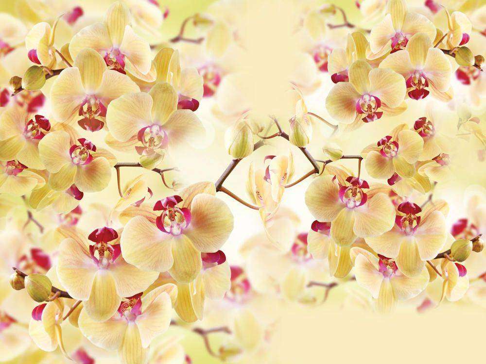 

Фотообои Walldeco Желтые орхидеи №23569 Фреска