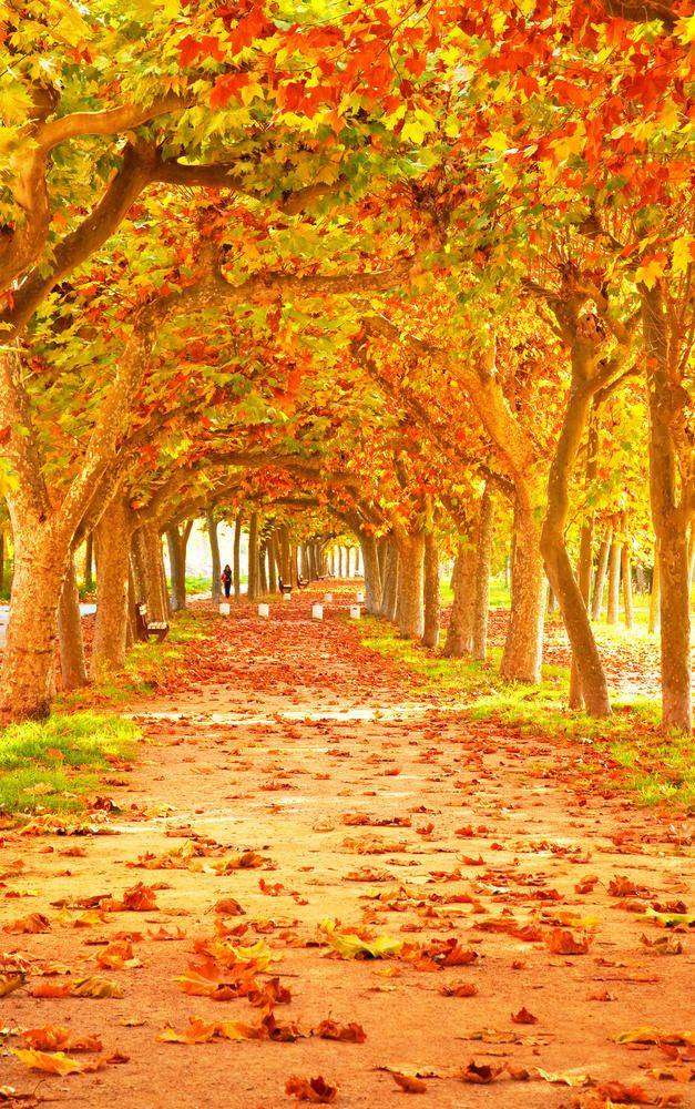

Фотообои Walldeco Осенние листья на дороге №1596 Жаккард