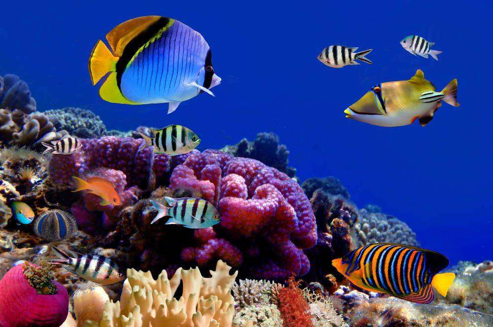 

Фотообои Walldeco Морские рыбки №3054 Деко
