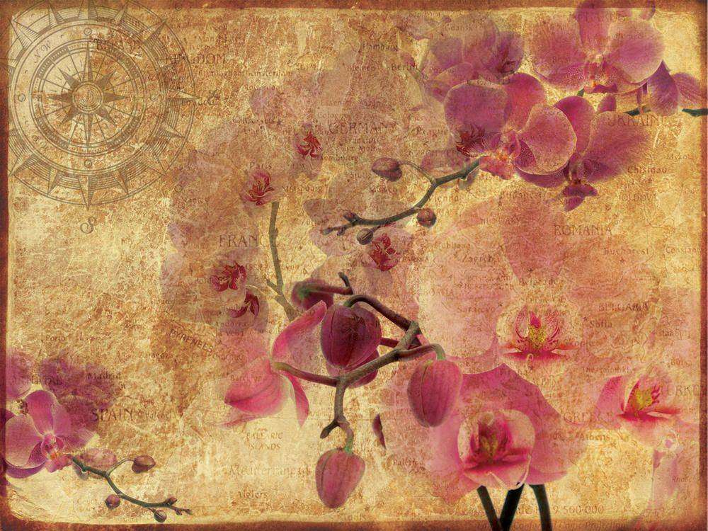 

Фотообои Walldeco Орхидеи на винтажном фоне №23567 Гладь