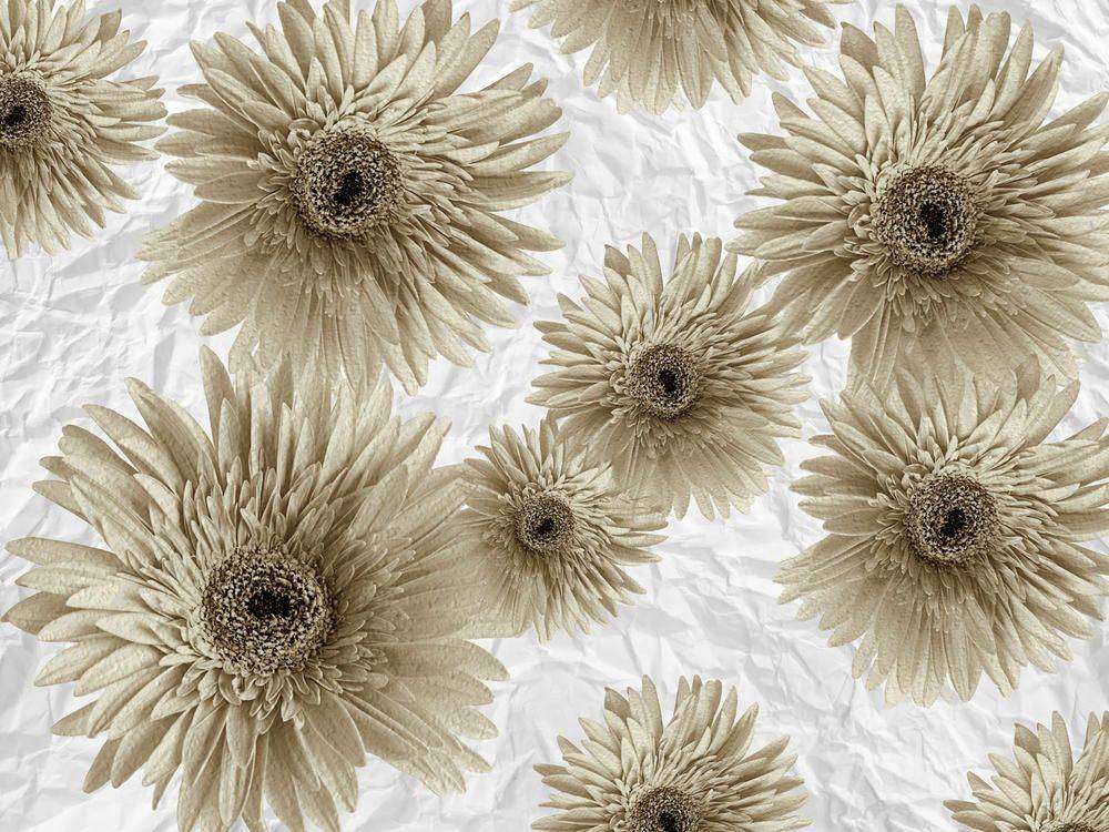 

Фотообои Walldeco Коричневые цветы №23580 Гладь