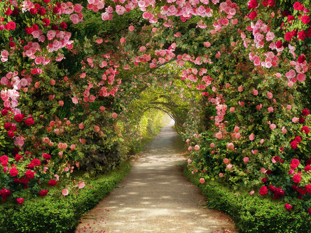 

Фотообои Walldeco Арка из роз №31382 Бриз