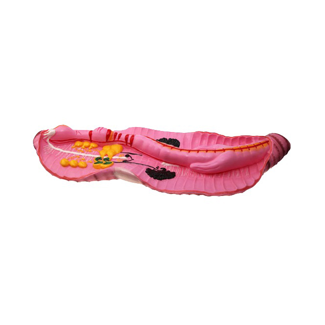 

Модель Дождевой червь UMSchool Pink