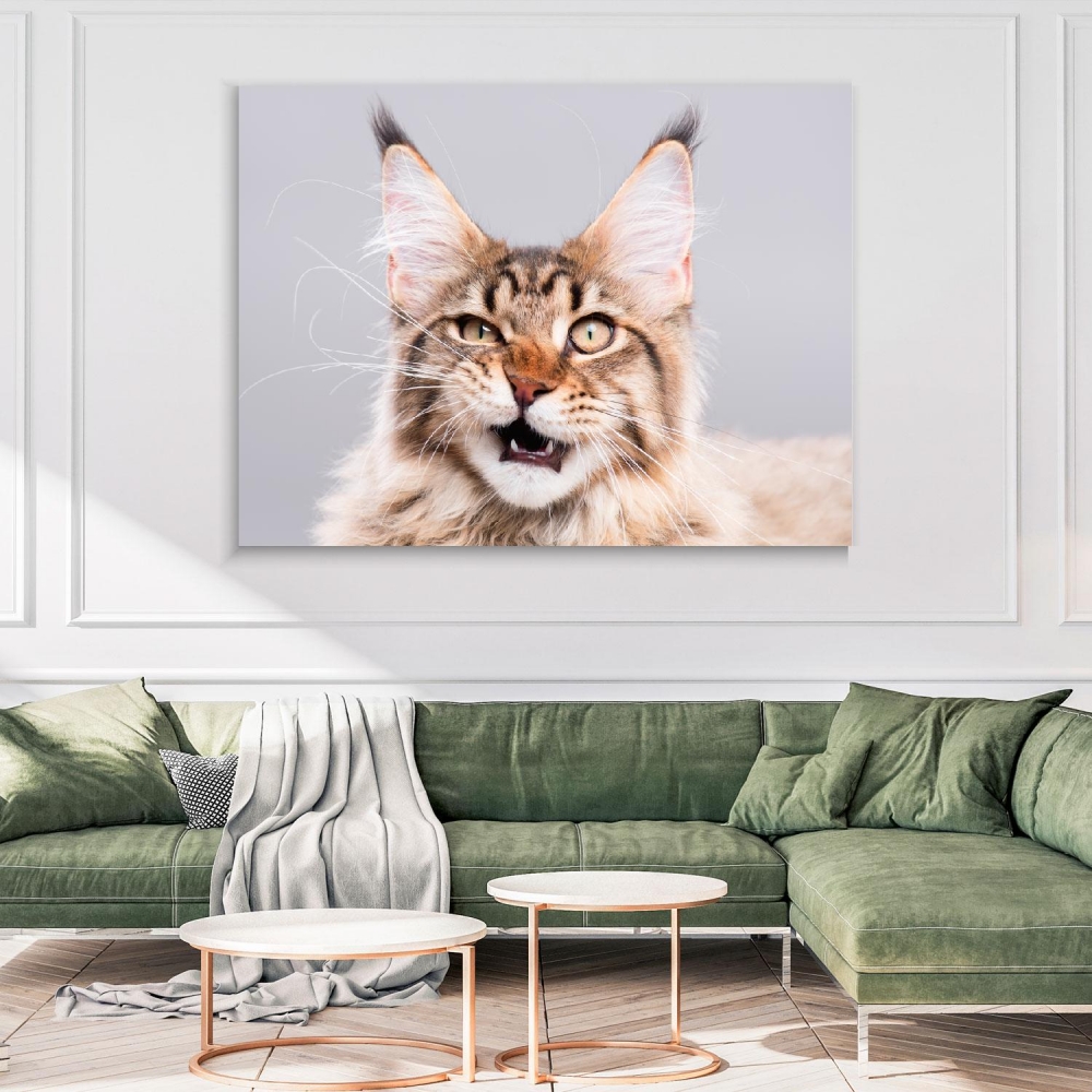 

Картина на холсте Животные Cute Maine Coon Kitten 45х60 см.