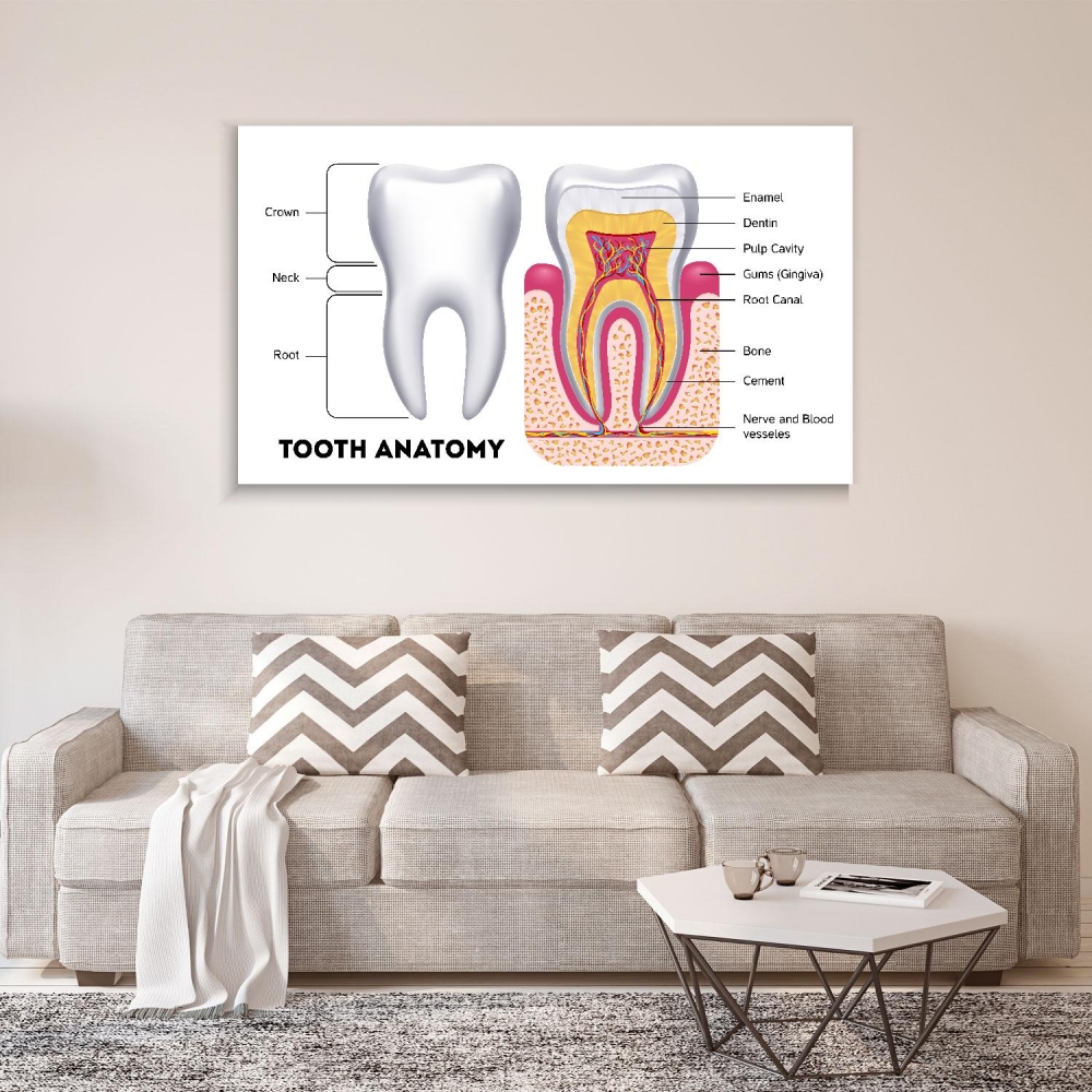 

Картина на холсте Стоматология Tooth Anatomy 70х140 см.