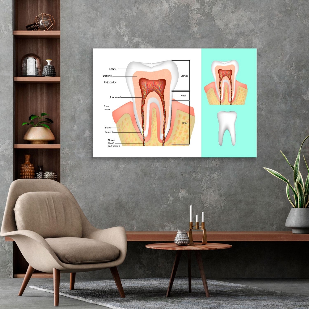 

Картина на холсте Стоматология Tooth Structure 110х150 см.