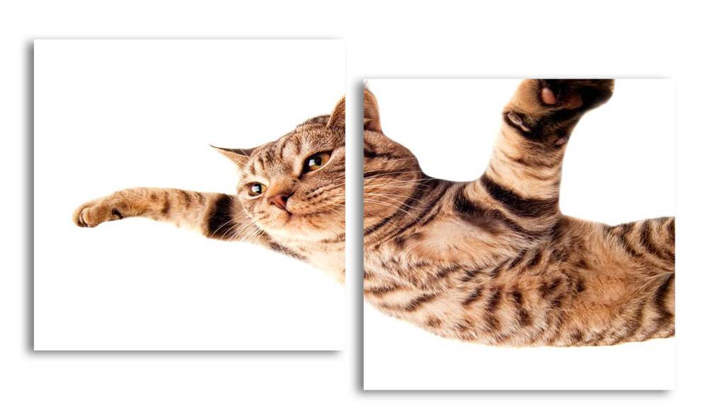 

Модульная картина LaPrint Котик 130х70 см